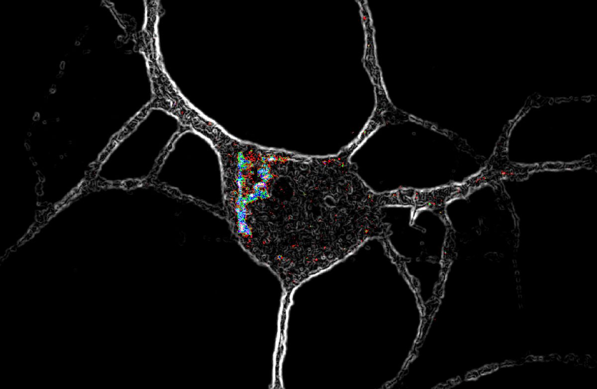 Los psicodélicos impulsan la neuroplasticidad entrando en las neuronas y activando receptores de serotonina intracelulares