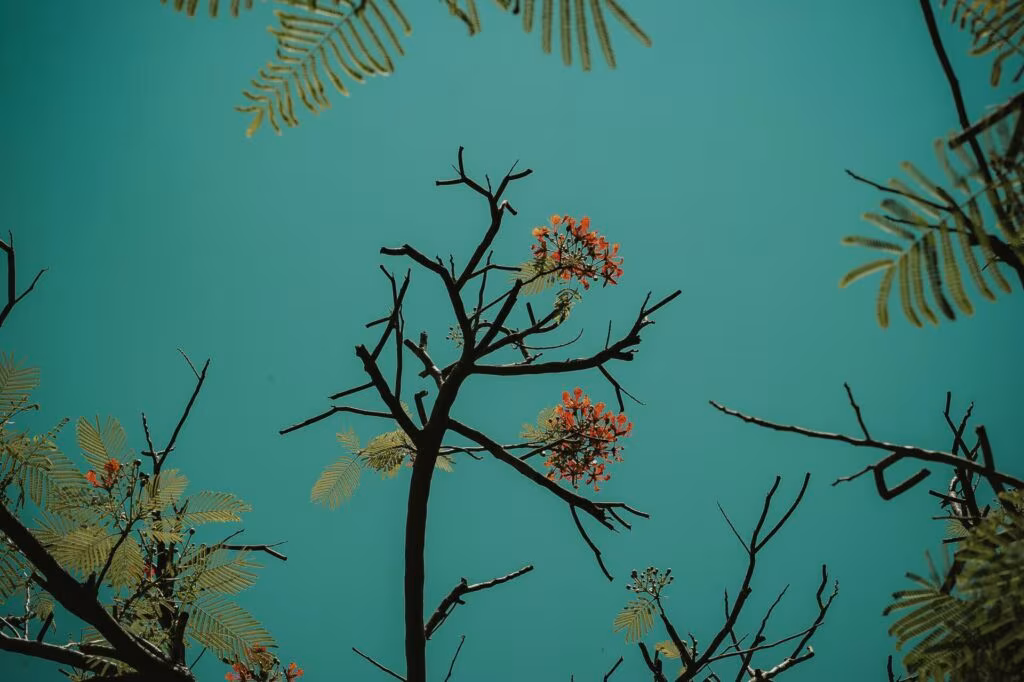 planta Ramas con flores sobre fondo verde azulado, imagen del efecto séquito en los compuestos psicodélicos naturales
