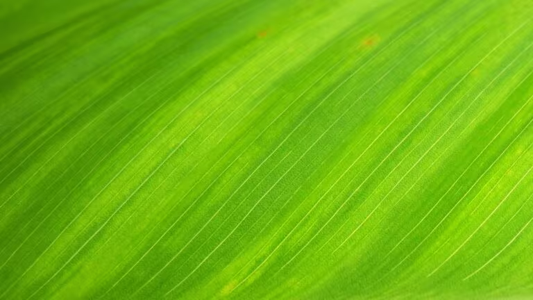 Detalle de una hoja verde con sus nervaduras, imagen del efecto séquito en la terapia asistida con psicodélicos