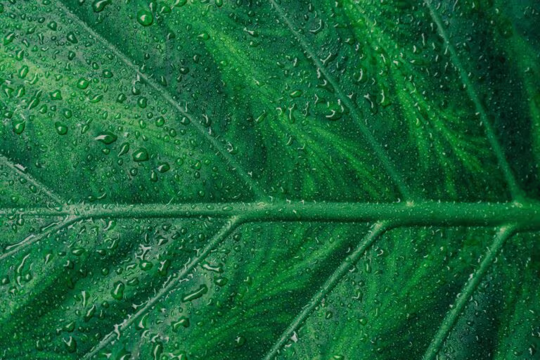 Detalle de una hoja verde con gotas de agua, imagen de la absolución en México del curandero indígena acusado por la ayahuasca