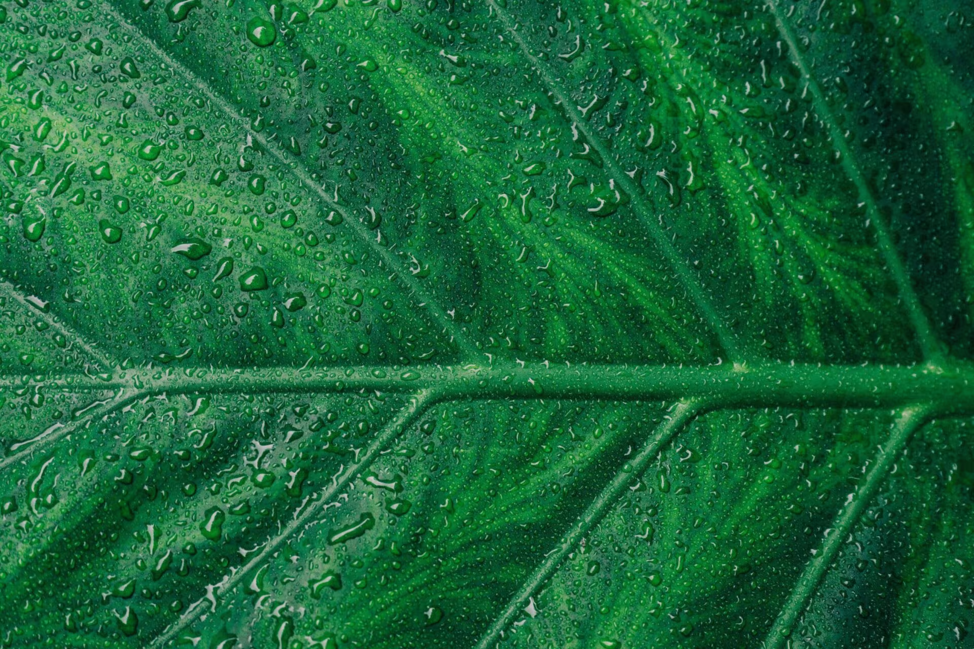 psicodélicos ayahuasca inawe absolución