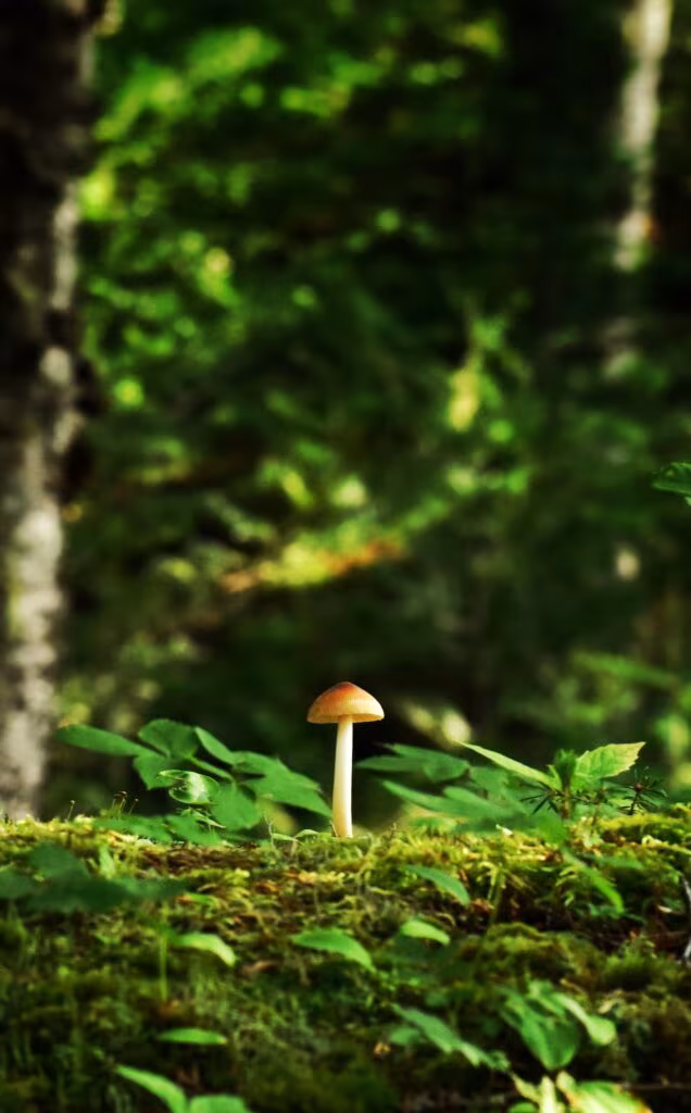 Seta solitaria entre musgo y vegetación de un bosque, sobre el debate de la terapia psicodélica en Reino Unido