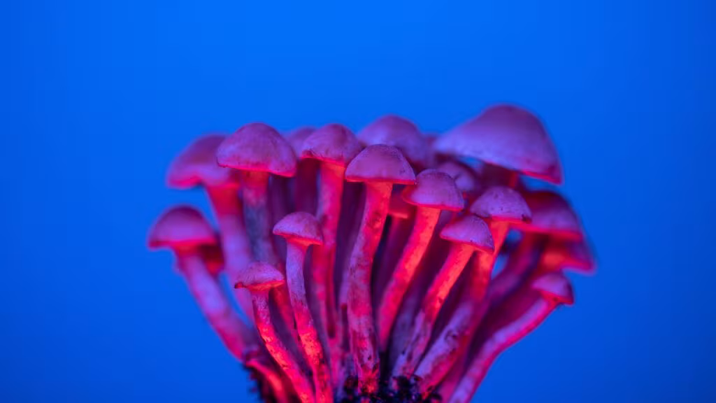 setas psilocibes Hongos iluminados en rojo y violeta sobre fondo azul, imagen del estudio sobre el efecto antidepresivo de los psicodélicos