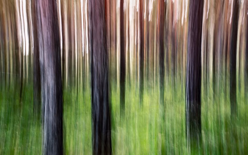 LSD para el TAG Troncos de árboles en un bosque con efecto de movimiento, sobre un derivado del LSD para la ansiedad