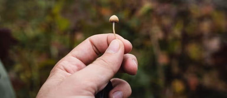 Mano sosteniendo un pequeño hongo, imagen de la polifarmacología de los hongos psilocibios más allá de la psilocibina