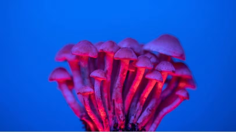 psicodelicos y final de vida Hongos iluminados en rojo y violeta sobre fondo azul, imagen de los psicodélicos en los cuidados de fin de vida