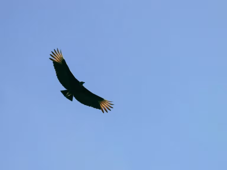 Cóndor volando en un cielo azul, imagen del uso religioso de la ayahuasca por la Iglesia del Águila y el Cóndor