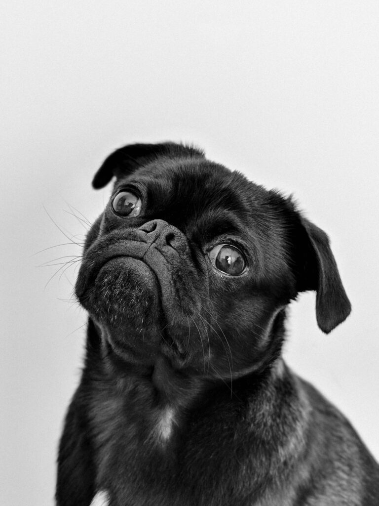 perro lsd