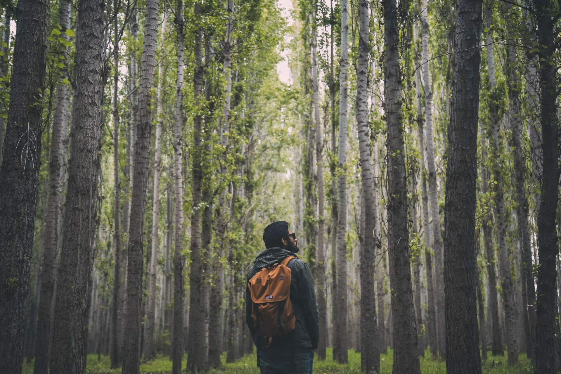 Excursionista con mochila de espaldas en un bosque de árboles altos y rectos