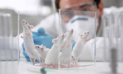 Investigador con mascarilla observando ratones blancos en una caja transparente de laboratorio