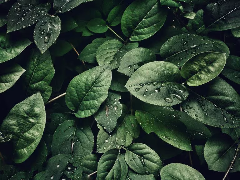 Hojas verdes con gotas de agua, imagen del análisis económico de la terapia asistida con MDMA para el TEPT
