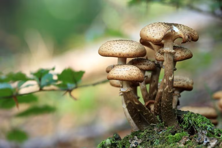 Hongos creciendo sobre el musgo, imagen del avance de Chile en la legalización del uso medicinal de los hongos psilocibios