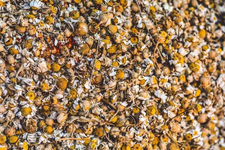 Flores secas de manzanilla, imagen de los psicodélicos en el manejo del dolor en pacientes con cáncer