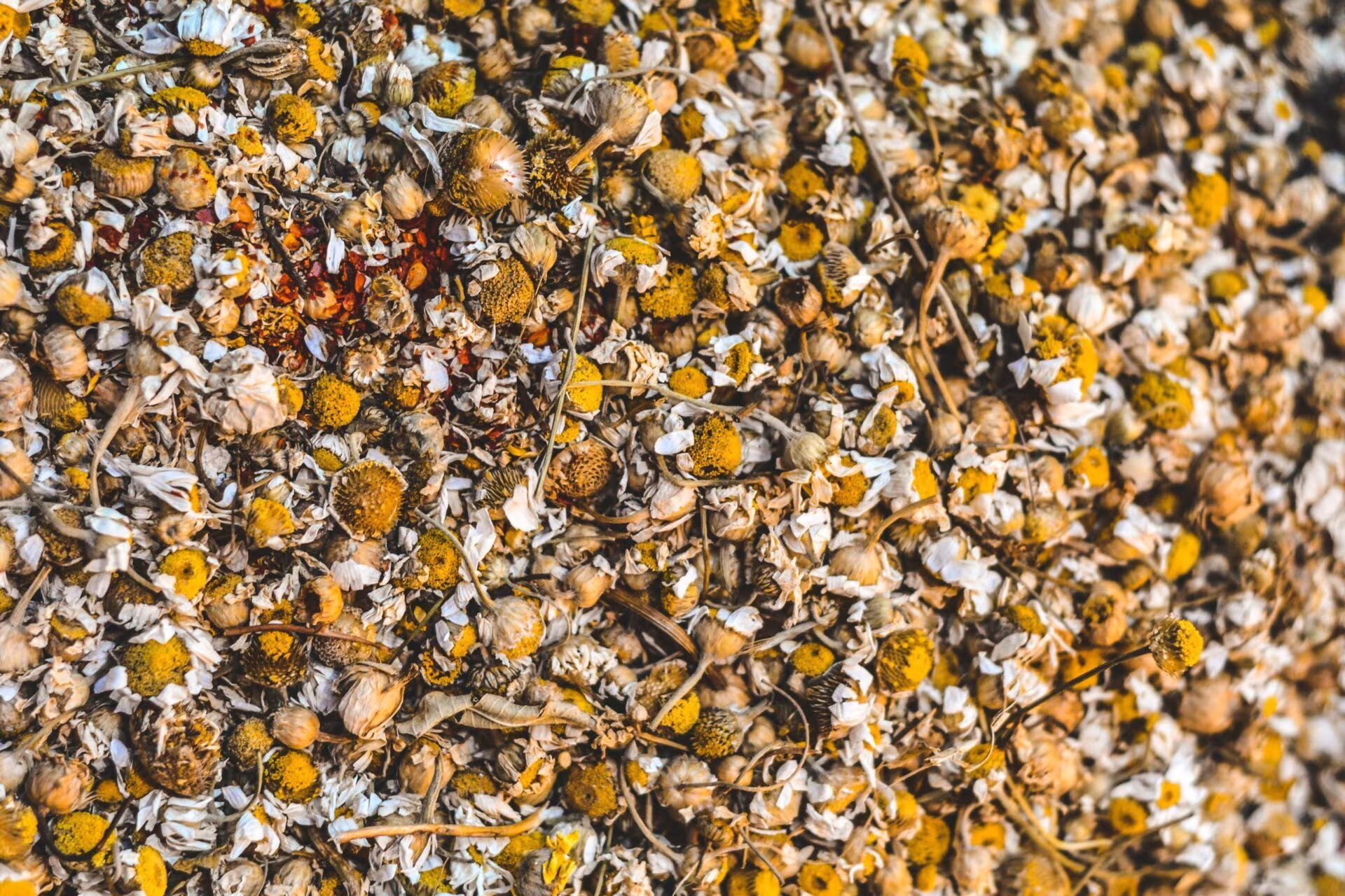 Flores secas de manzanilla, imagen de los psicodélicos en el manejo del dolor en pacientes con cáncer
