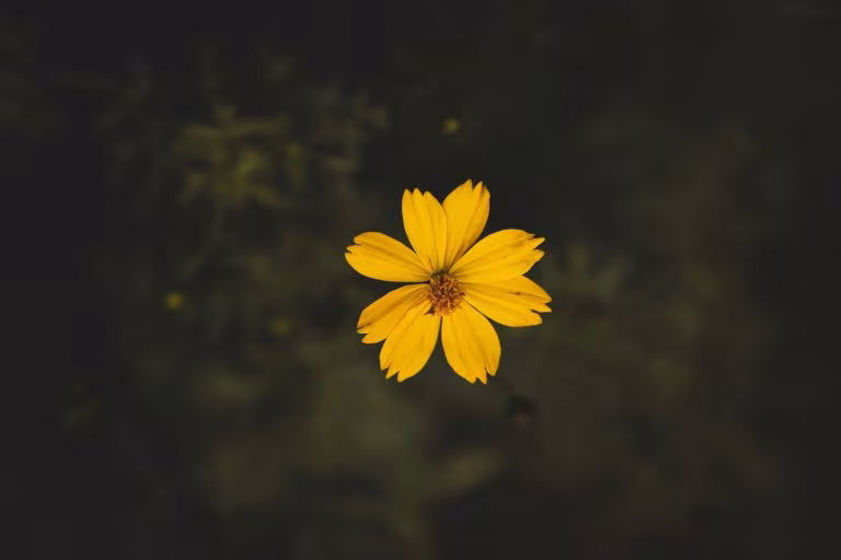 Flor amarilla sobre fondo oscuro, imagen del estudio sobre el impacto de la psilocibina fuera del entorno clínico