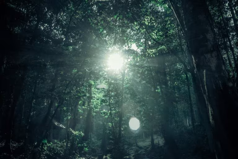 Luz del sol entre los árboles de un bosque oscuro, imagen sobre los efectos adversos de la ayahuasca
