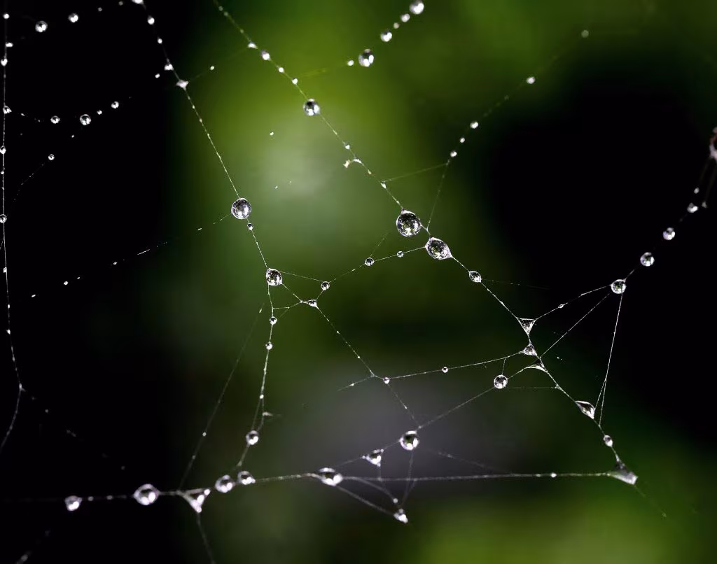 Telaraña cubierta de gotas de rocío sobre fondo verde oscuro, sobre la evidencia de las microdosis