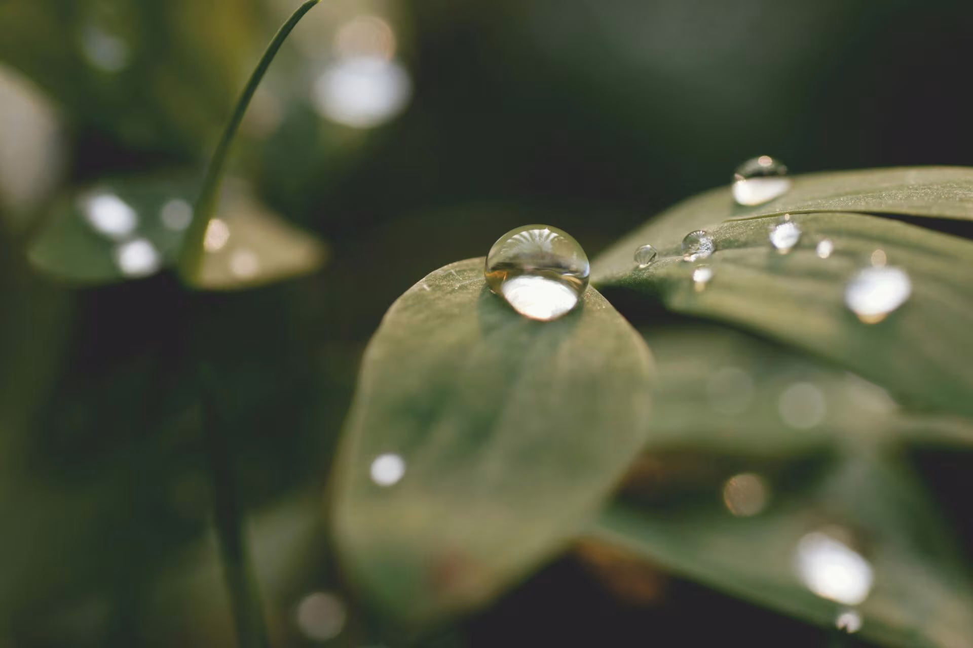 Gotas de agua sobre hojas verdes, imagen de la actualización de la evidencia sobre las microdosis de psicodélicos