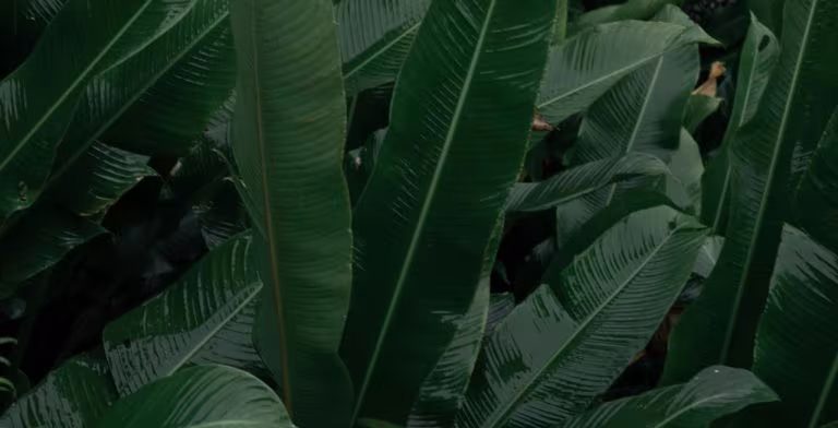 Hojas de plantas tropicales en penumbra, imagen de los psicodélicos y los procesos de sanación del sanador interior