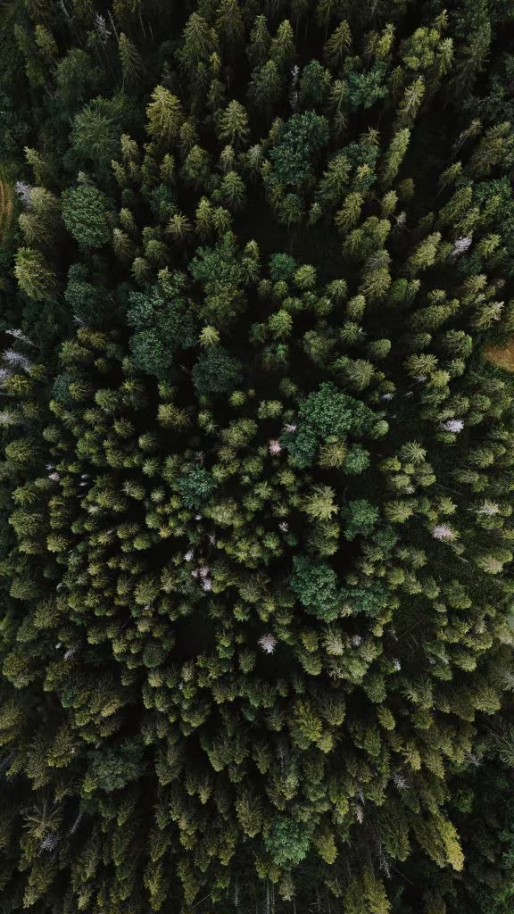 Bosque denso de coníferas visto desde el aire, sobre el uso compasivo de psicodélicos en un hospital