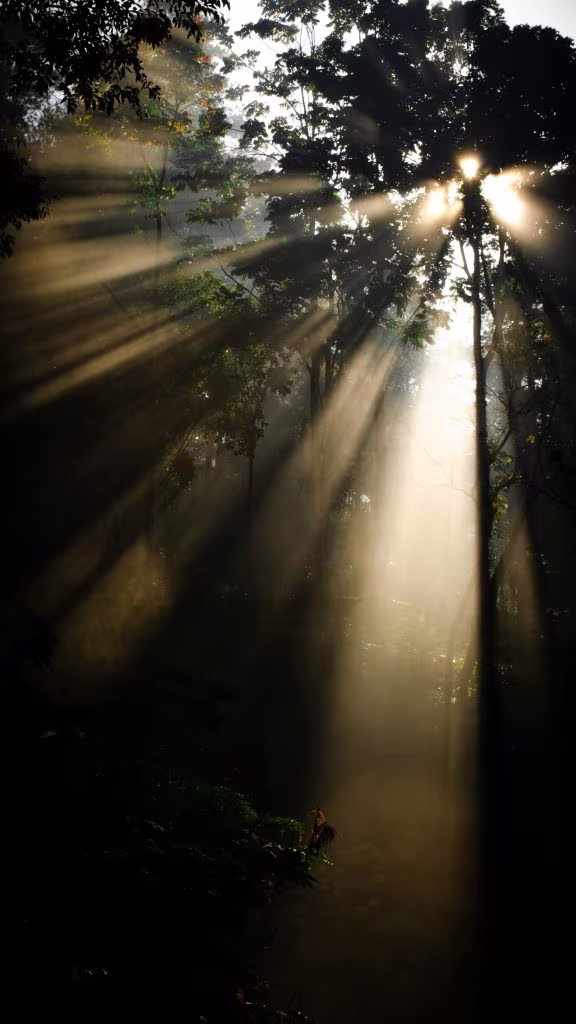 Rayos de sol entre los árboles de un bosque, imagen de los nuevos resultados de Small Pharma con DMT de acción corta