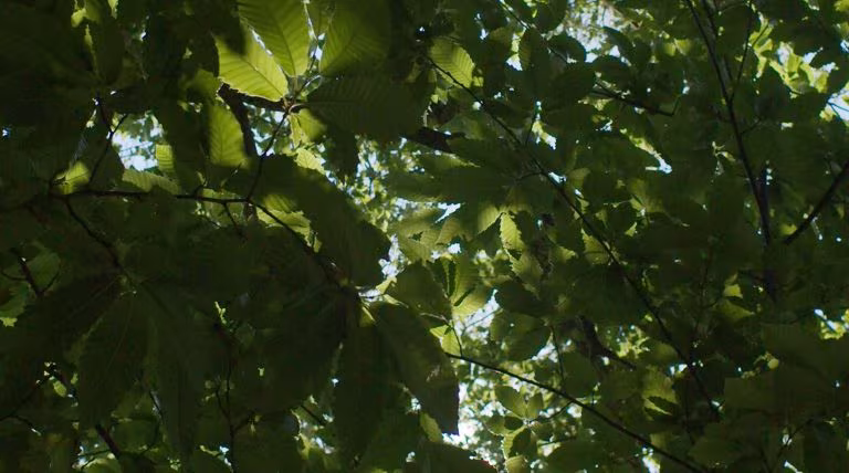 Copa de un árbol a contraluz, imagen del estudio de Small Pharma sobre el DMT de acción corta para la depresión