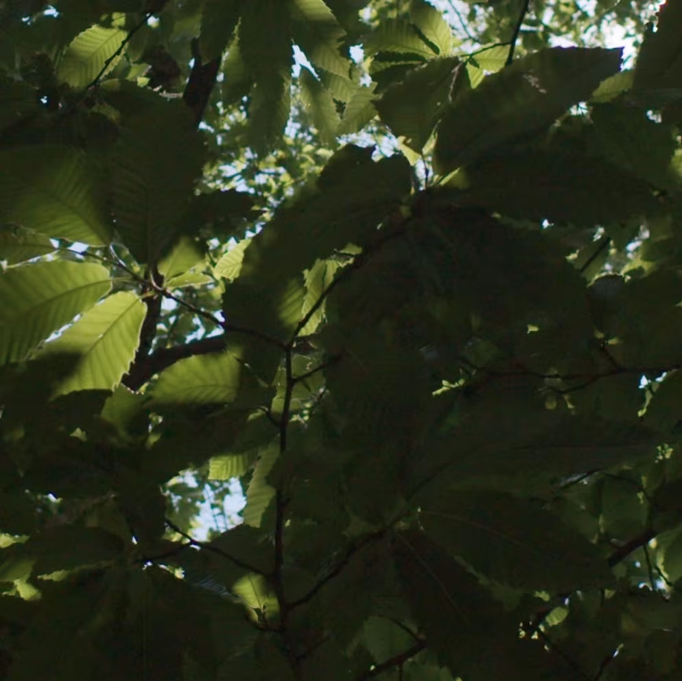 Hojas verdes de un árbol a contraluz, imagen de la aportación de Fundación Inawe a la investigación en salud mental