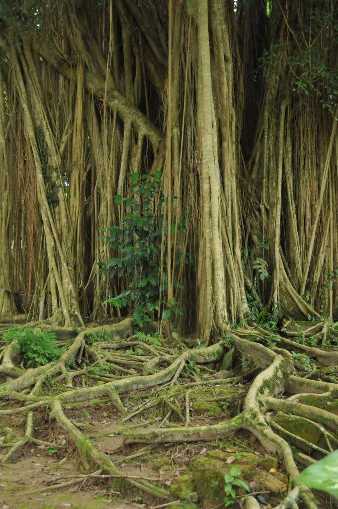 Bosque de árboles con raíces aéreas entrelazadas, sobre una nueva comprensión del cerebro bajo psicodélicos