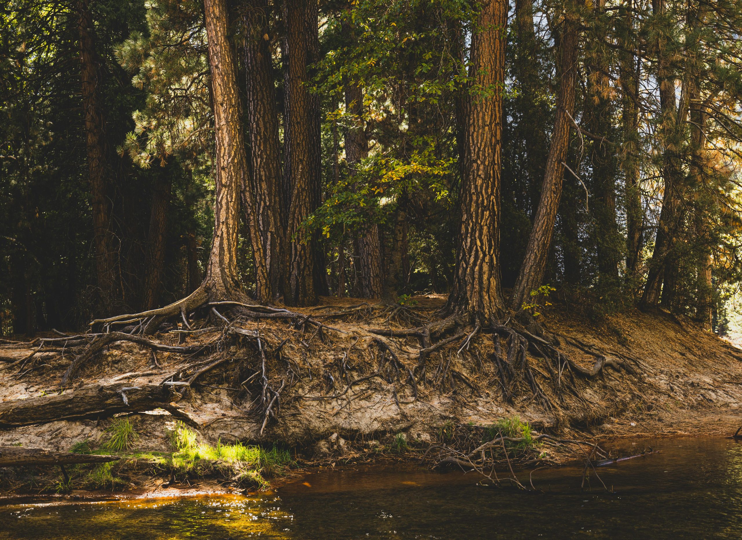 Hacia una nueva comprensión del cerebro bajo psicodélicos 