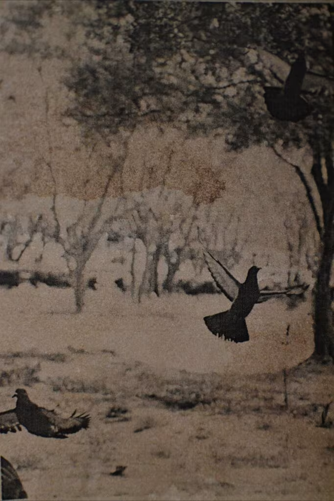 Grabado antiguo de árboles con pájaros volando, sobre psicoplastógenos y el tratamiento del estrés postraumático