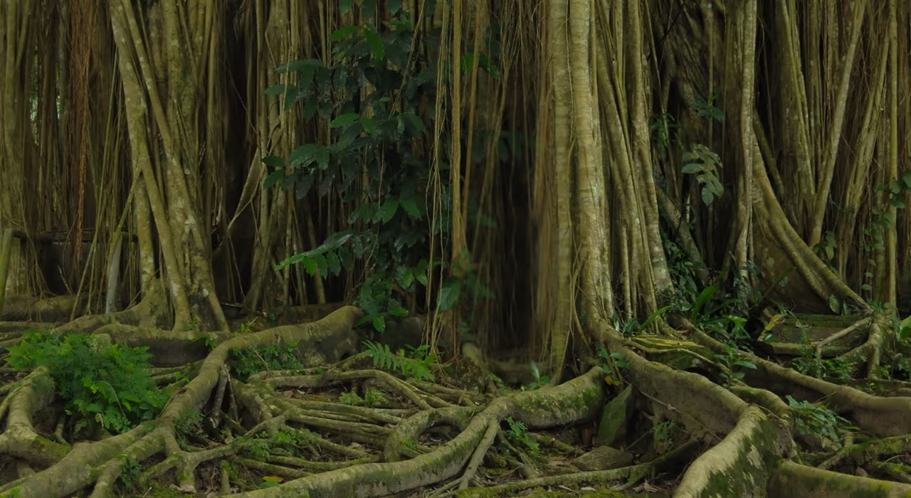 Raíces y troncos en la selva amazónica, cabecera de las formaciones de Fundación Inawe en terapia asistida con psicodélicos