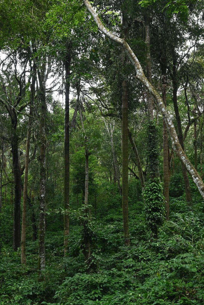 world ayahuasca forum