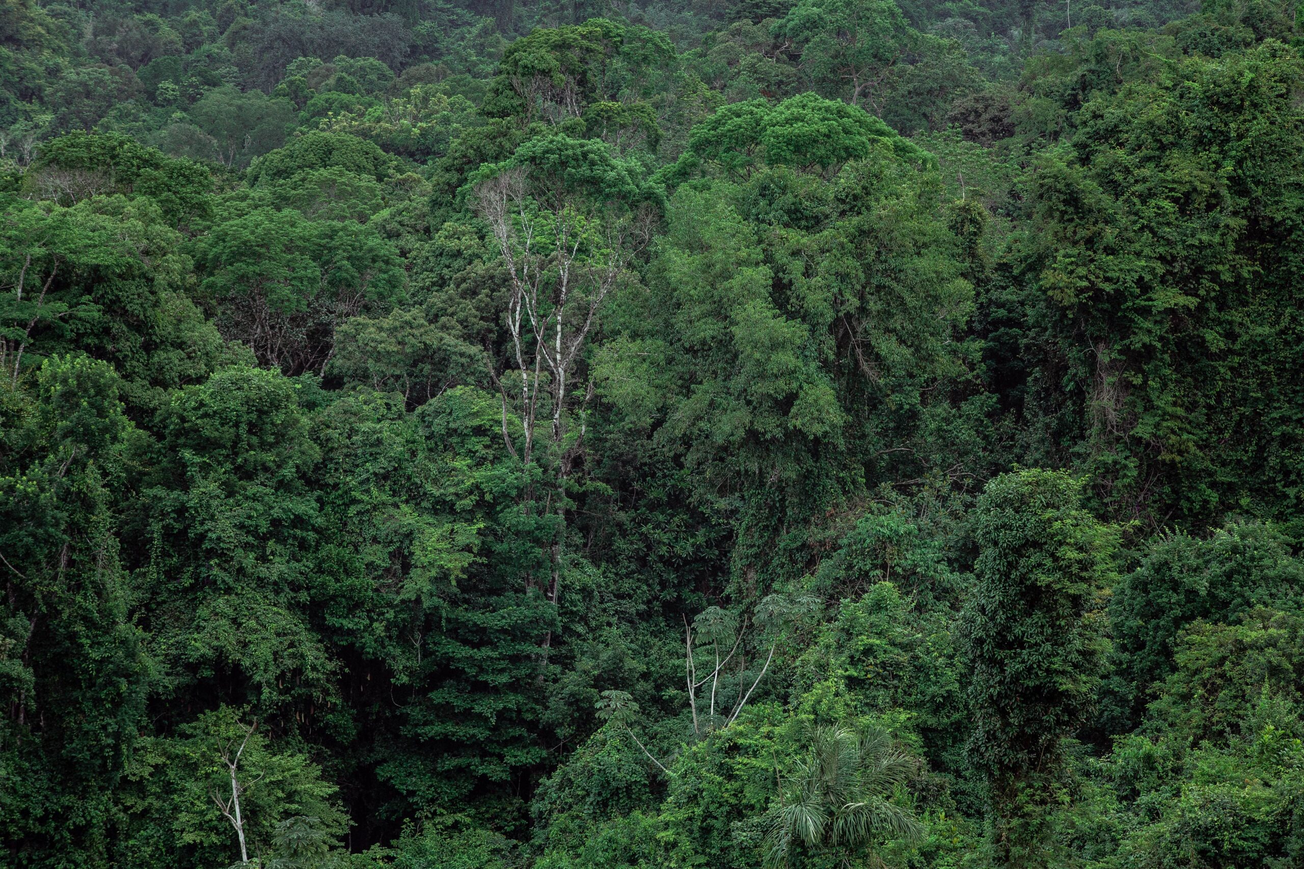 World Ayahuasca Forum: un encuentro entre mundos